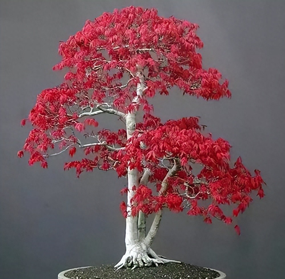 红枫盆景增粗秘籍:五招打造粗壮挺拔景观树