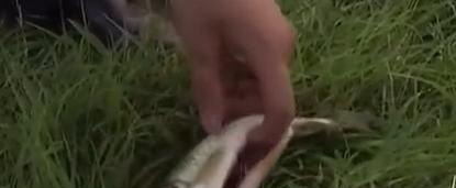 湖南河中出现"水猴子",手细长拖村民下水,真的在"找替身"?