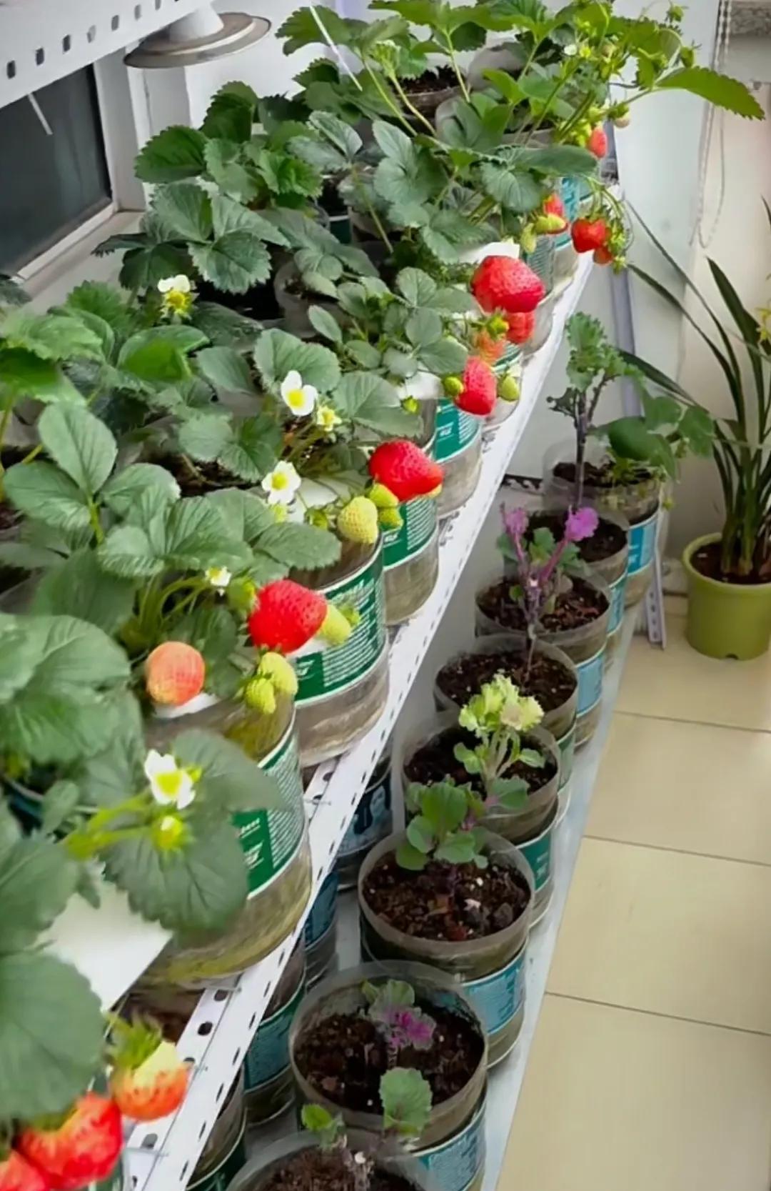 上海男子阳台用200个塑料瓶种草莓,网友惊叹种植天赋!