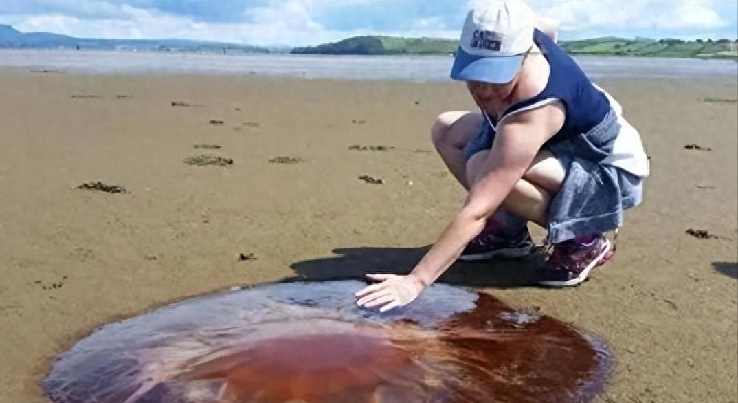 粉红恶魔越前水母:日本渔业与核电的意外挑战?