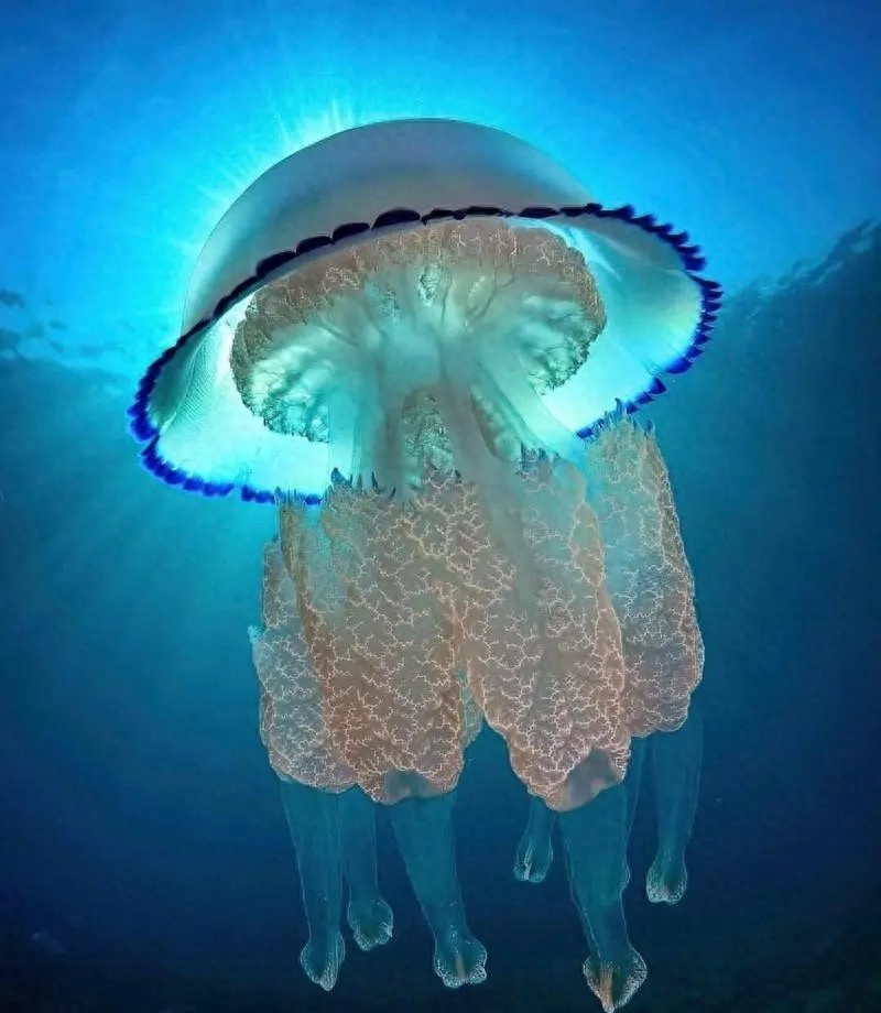 粉红恶魔越前水母:日本渔业与核电的意外挑战?