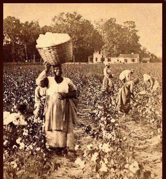 女黑奴24小时不停歇,白天棉花采摘机器,晚上是奴隶主的繁衍工具