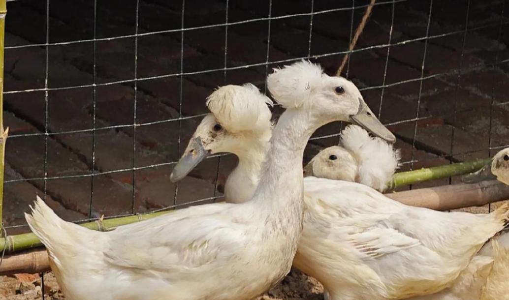 康熙都不敢吃的凤头鸭:一个基因缺陷种群的起落与重生