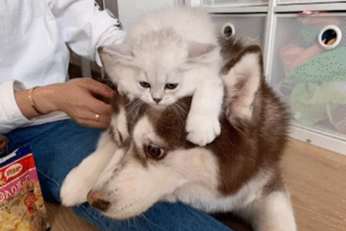 15岁网红犬"哈礼鹿"离世!半瘫后获悉心照顾,主人发文令人感动