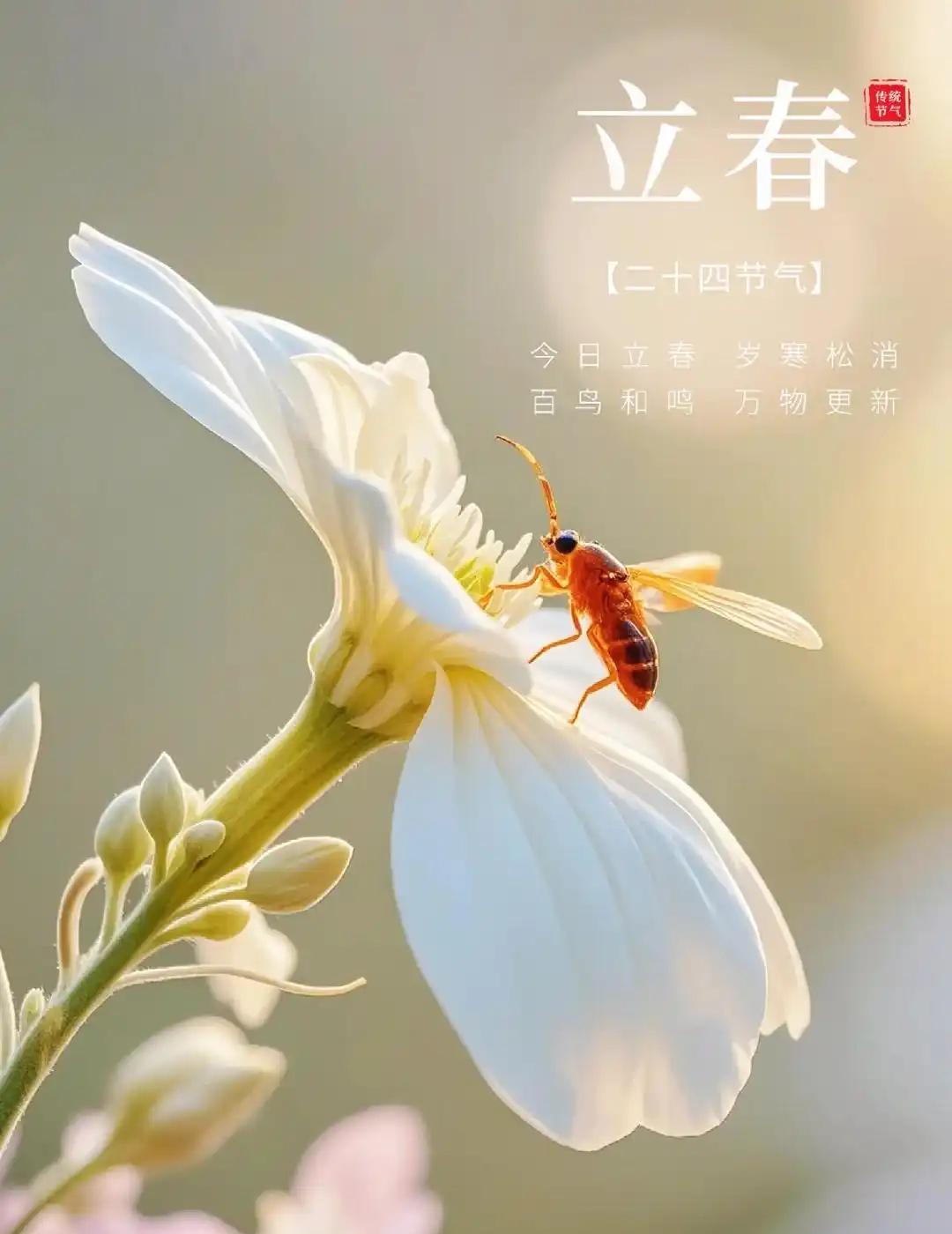 今日立春,立春节气精美的祝福语图片