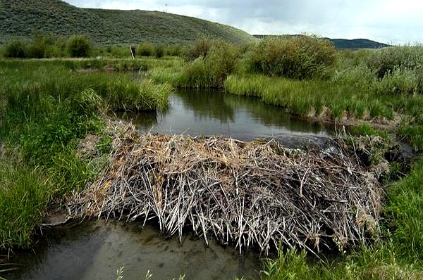 河狸2天建成水坝,捷克7年项目脸疼