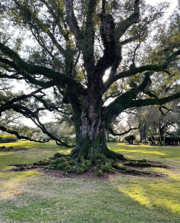 探访美国历史印记:橡树种植园的辉煌与苦难
