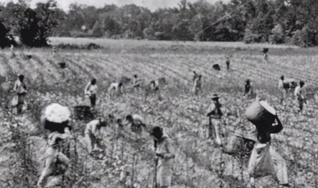 种植园里的黑奴都没牲口活得好:出于母爱,黑奴会亲手杀死孩子