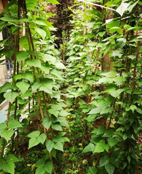 四季豆要高产,采收期长?掌握七技巧,豆角爬满藤