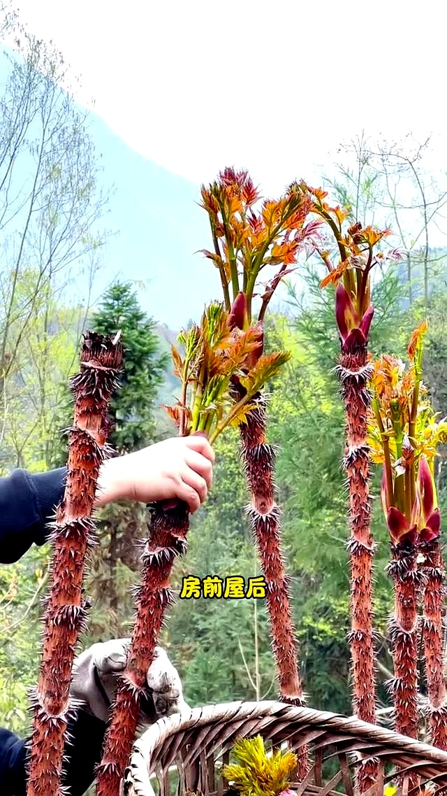 农村致富项目推荐推荐(十五个农村致富项目大全)