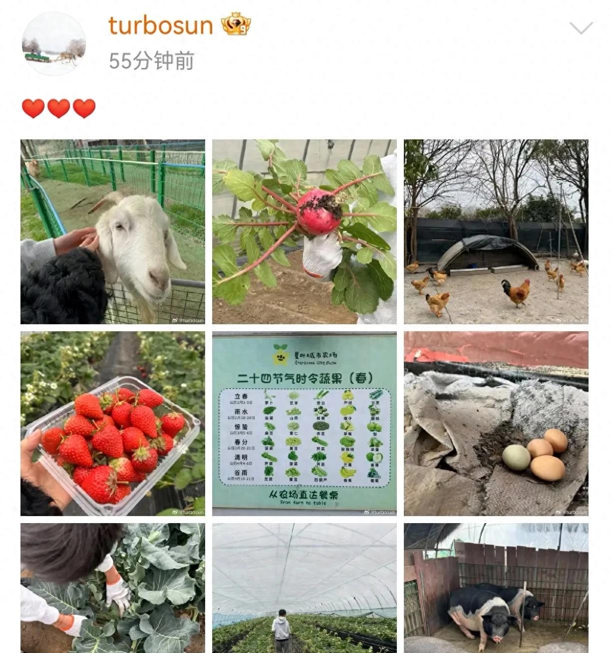 孙俪分享亲子拔萝卜摘草莓等等背影超帅气