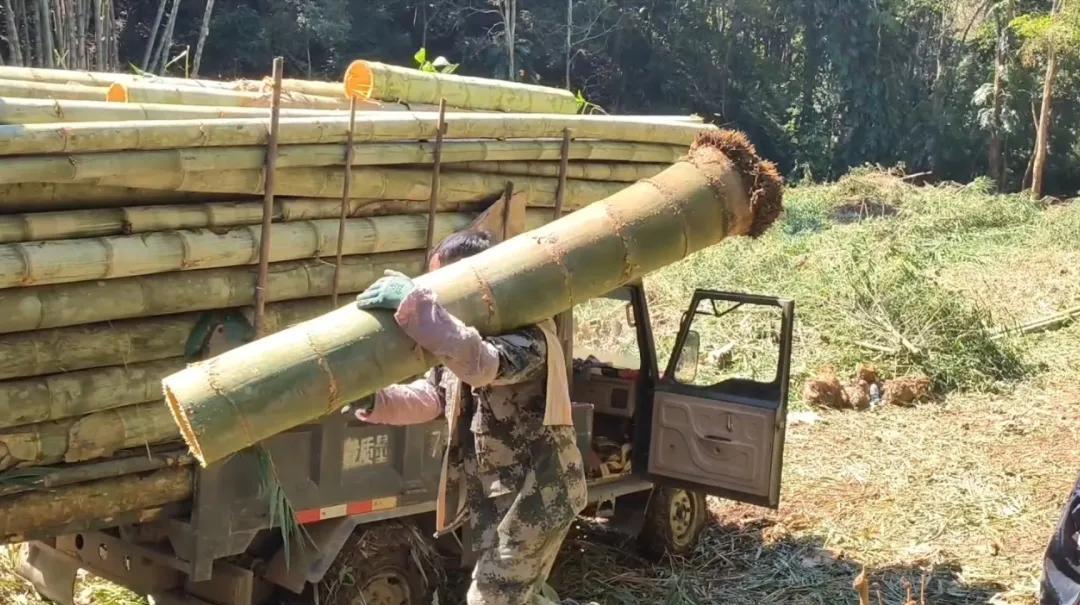 世界上最大的竹