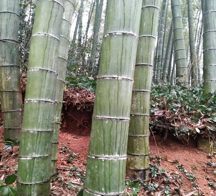 世界上最大的竹