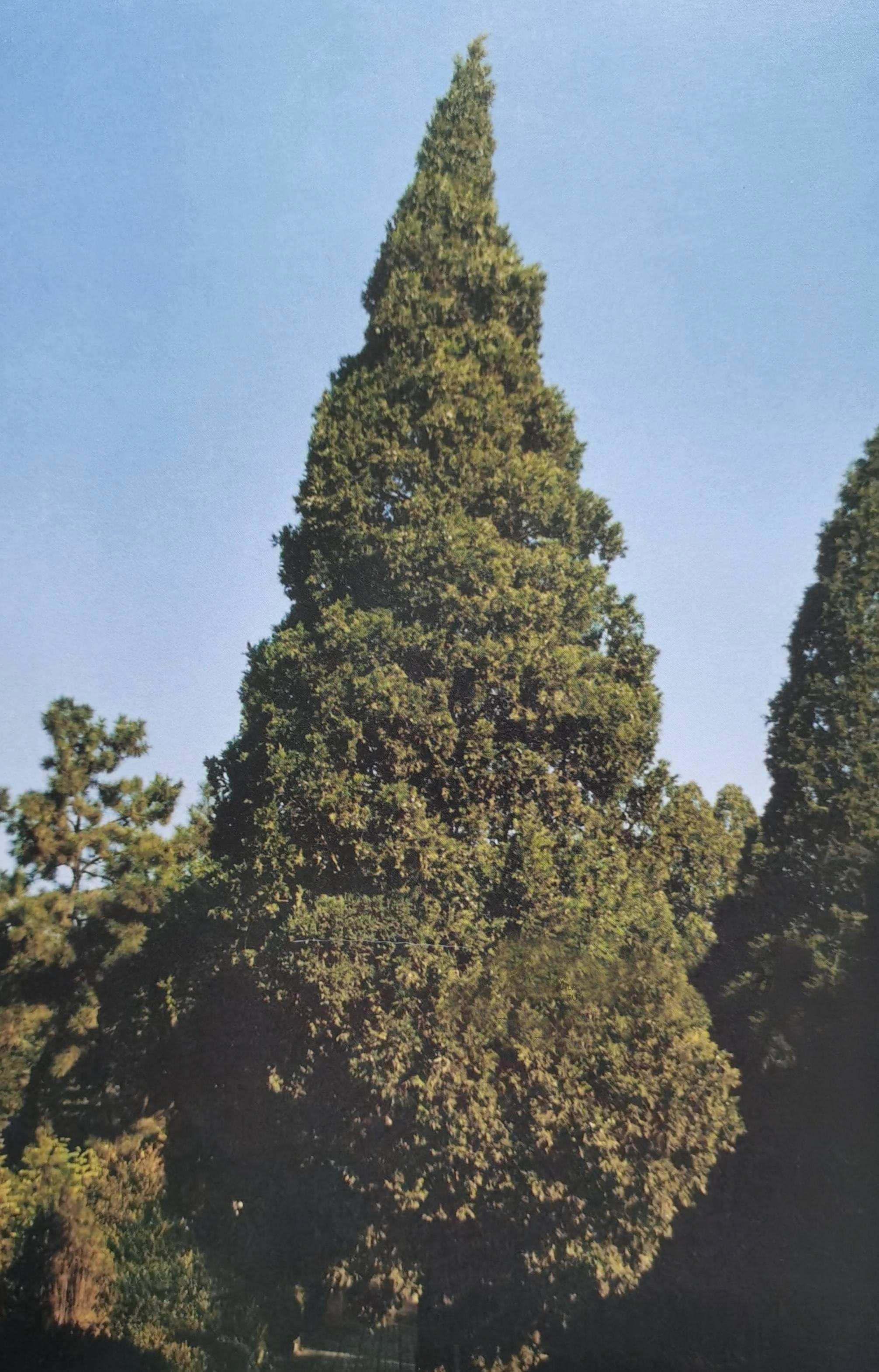 1992年聂荣臻葬于八宝山未设哀乐花圈外孙女在树下献花