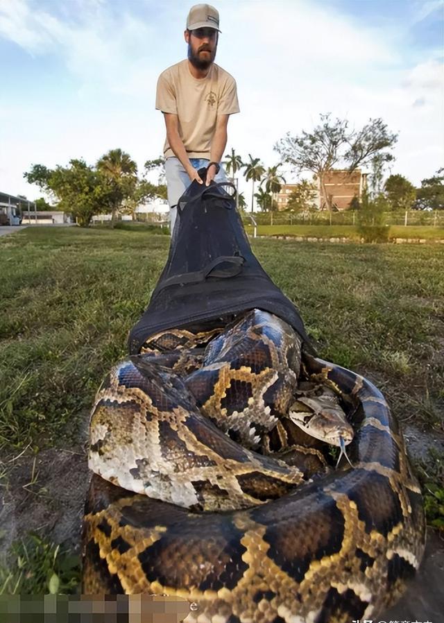 美国再遭生物入侵,30万只缅甸蟒泛滥成灾,体长高达9米重400斤