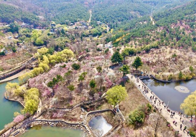 万株梅花扮靓岛城春光!青岛十梅庵梅园迎来最佳赏梅季