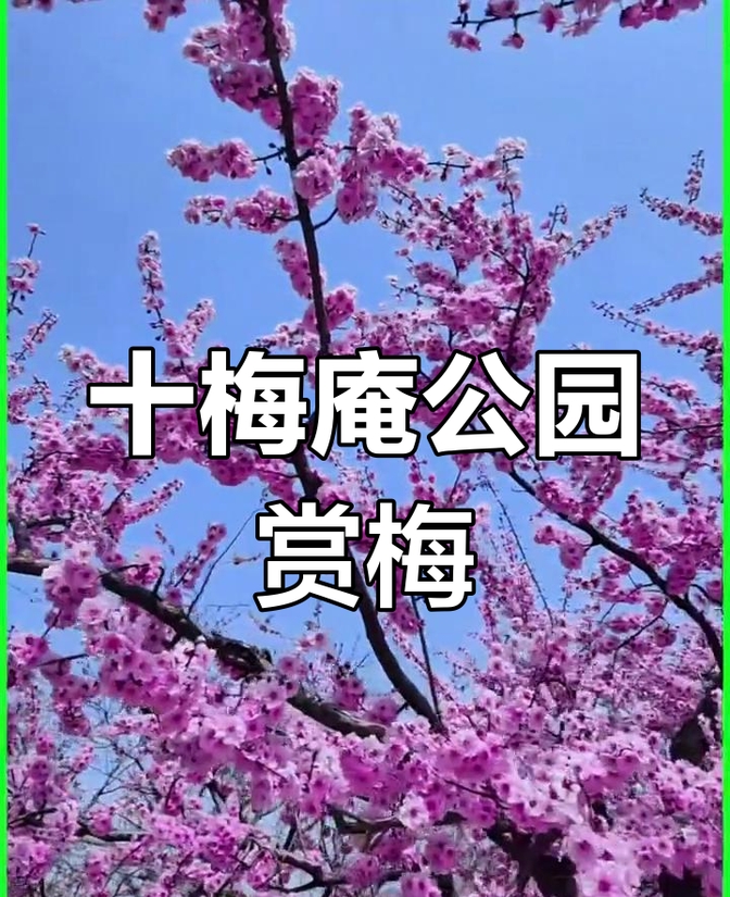 万株梅花扮靓岛城春光!青岛十梅庵梅园迎来最佳赏梅季