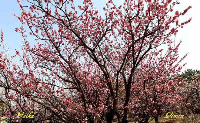 万株梅花扮靓岛城春光!青岛十梅庵梅园迎来最佳赏梅季