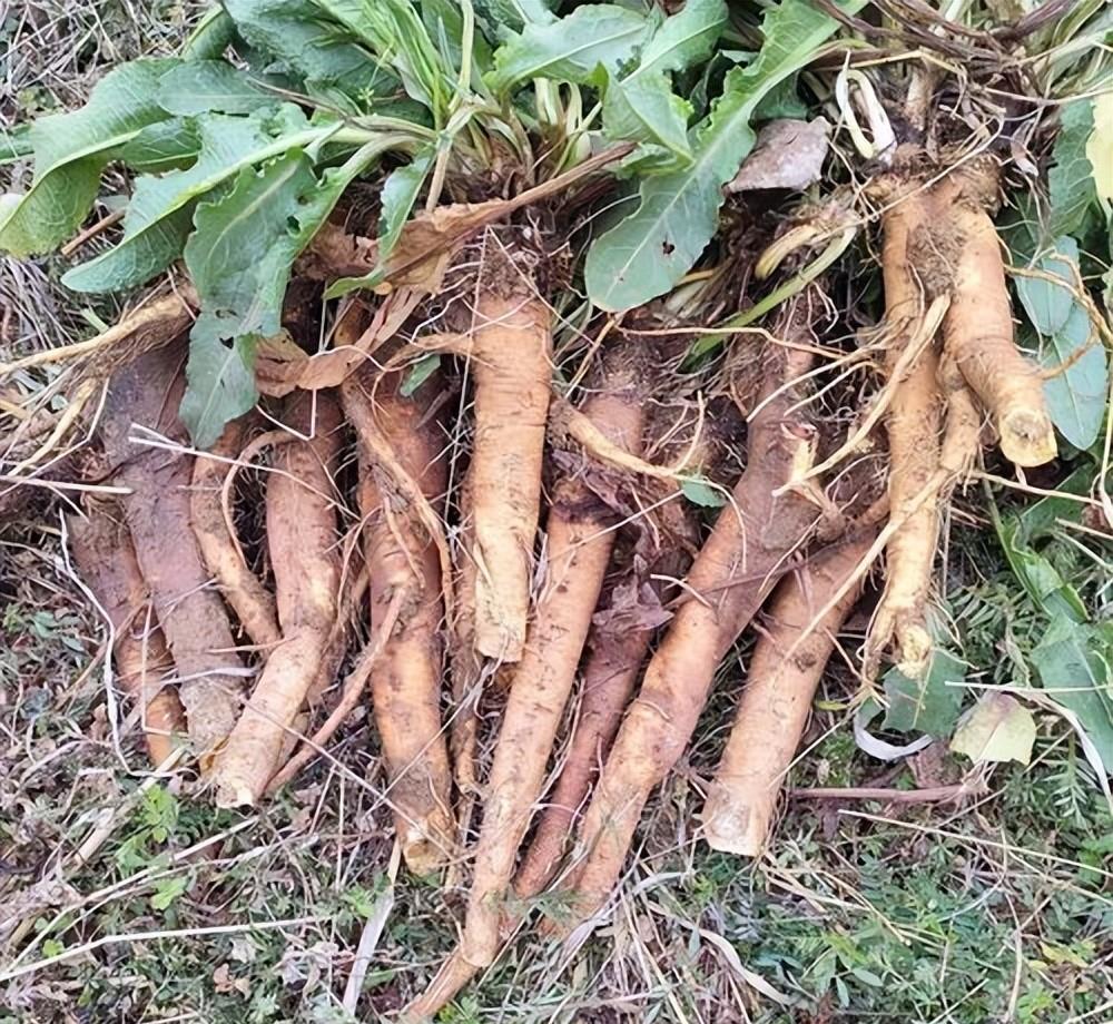 通便草又名土大黄,根部呈金黄色,叶子形似菠菜,也称野菠菜