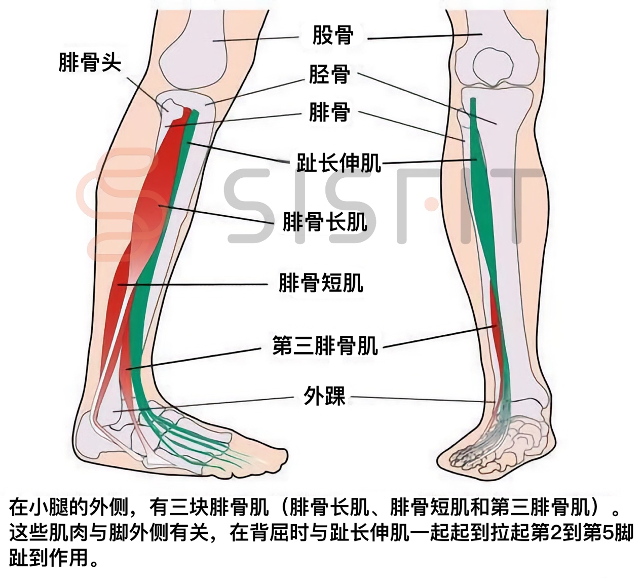 解锁第三腓骨肌与跖方肌的深层奥秘
