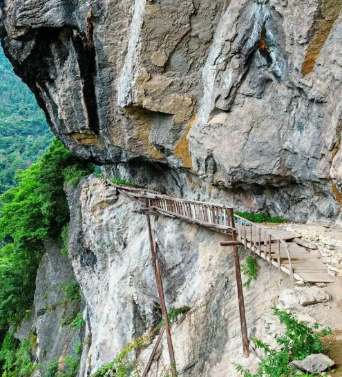 峨眉山猴子攻击游客,把女子推下山崖,警方将其击毙后发现原因