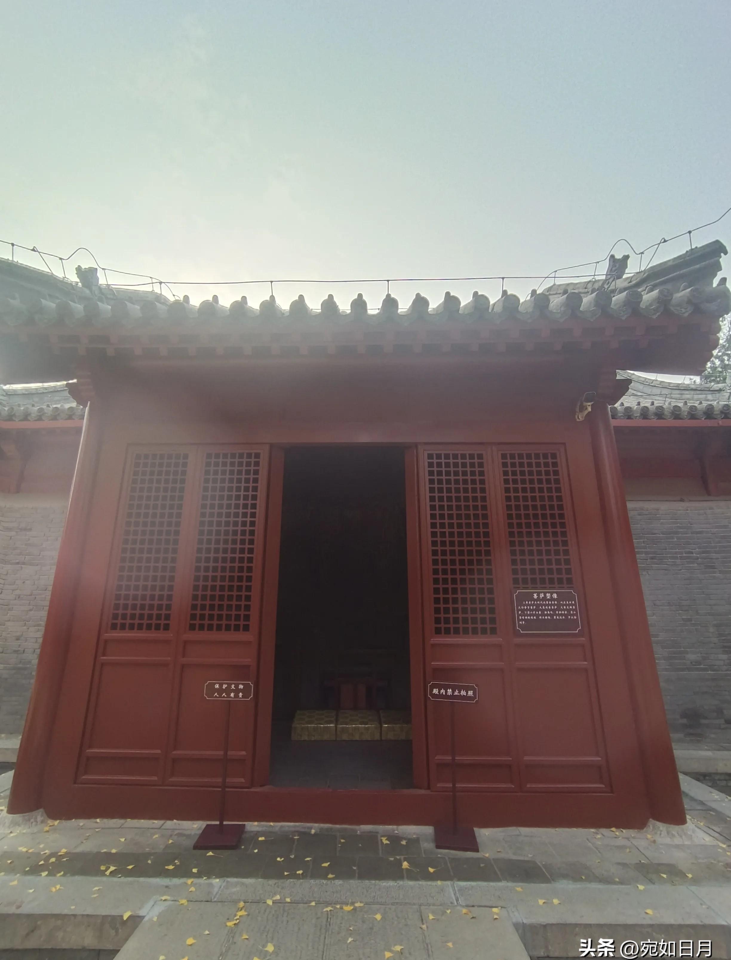 毗卢寺银杏美景刷屏这个秋天不可错过的视觉盛宴再晚就没了