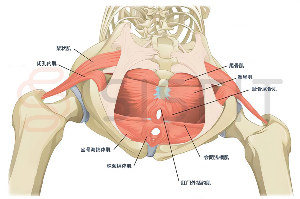 骨盆底的深层链接:解锁核心稳定与全身整体康复的钥匙