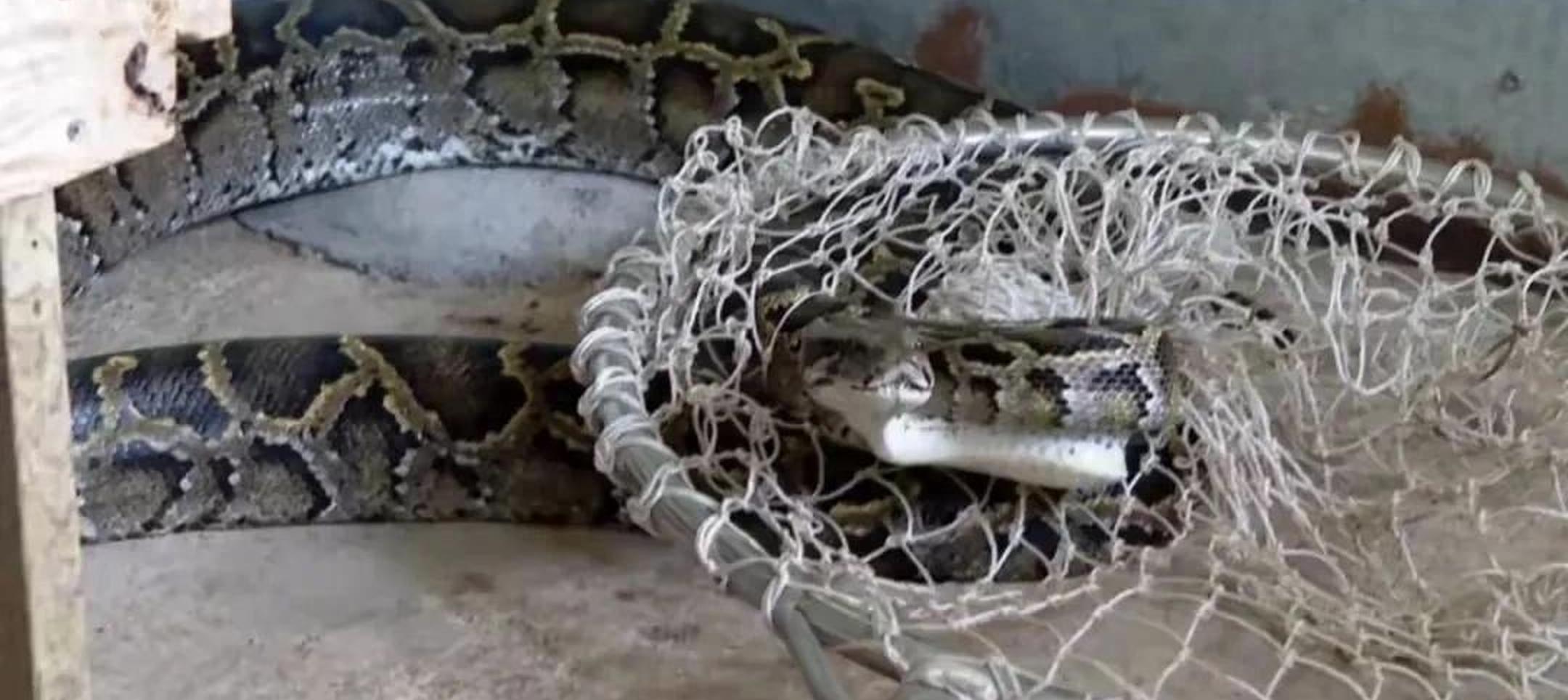 厦门东坪山惊现50斤缅甸蟒,专家揭秘17岁,蛇王,生存之谜