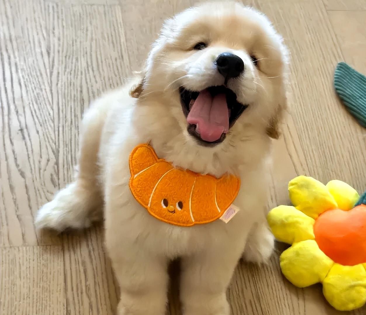 网友公认的3大温顺狗狗,对人友好不咬人,城市养不翻车