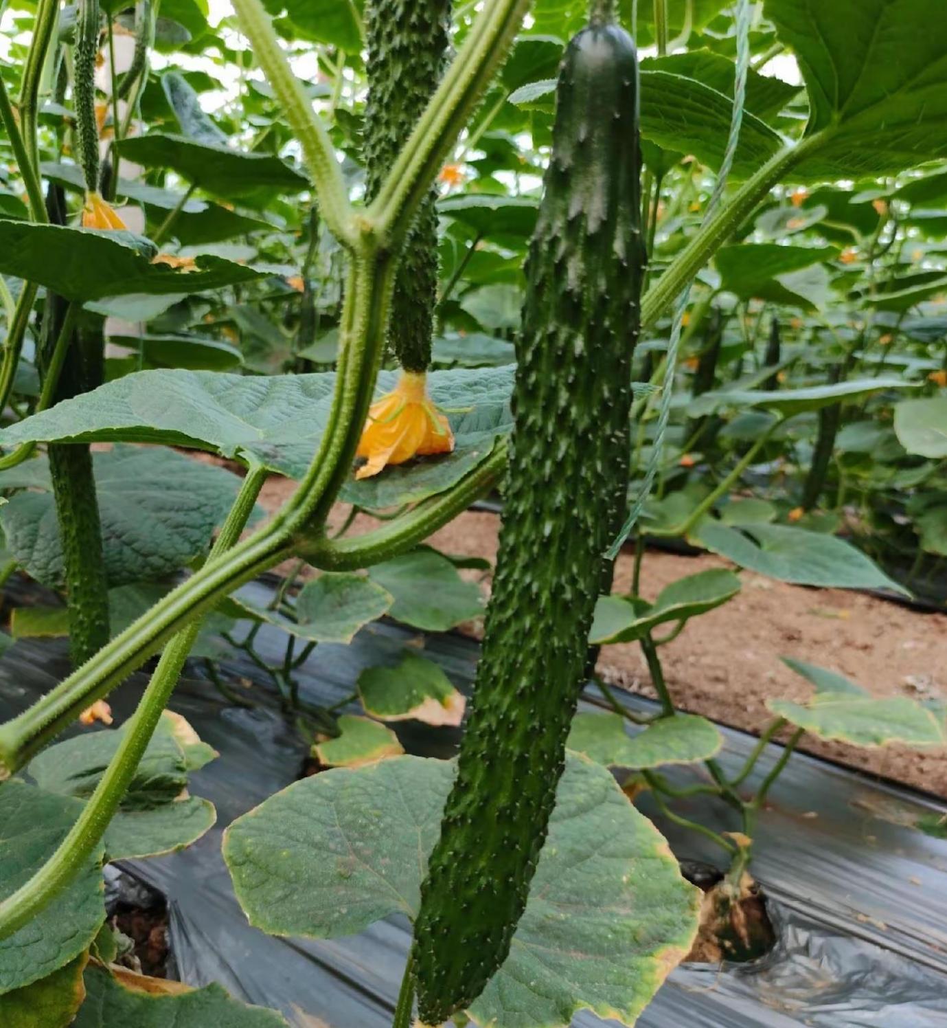想让黄瓜摘不完?挂果后的门道在这里