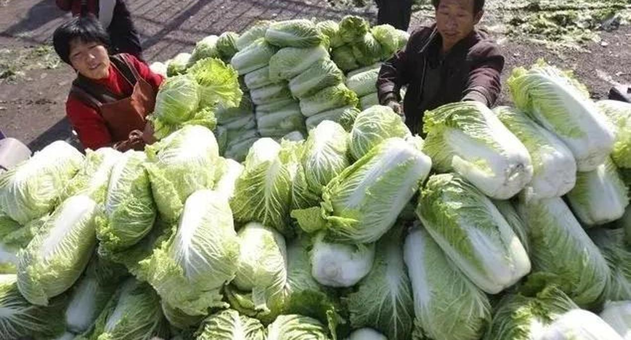60亩田一年能赚多少(60亩地一年收入是多少)