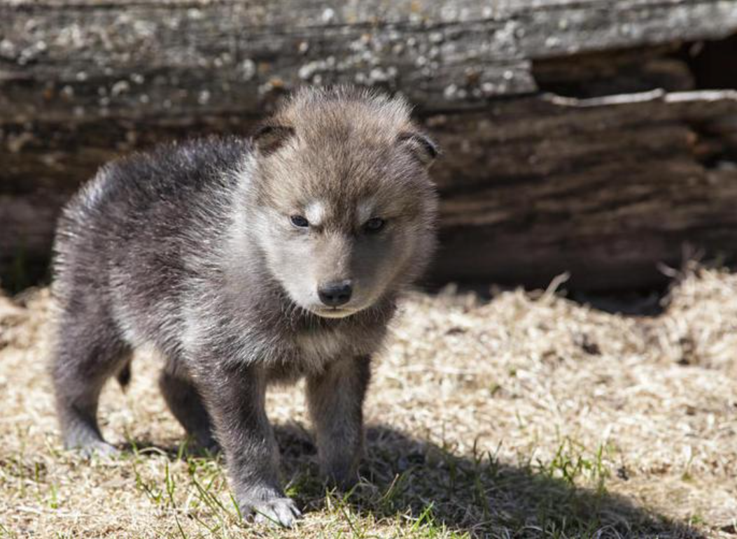 村民救助迷途小狼崽,三日后狼群"扑营":咬破皮衣抢走孩子