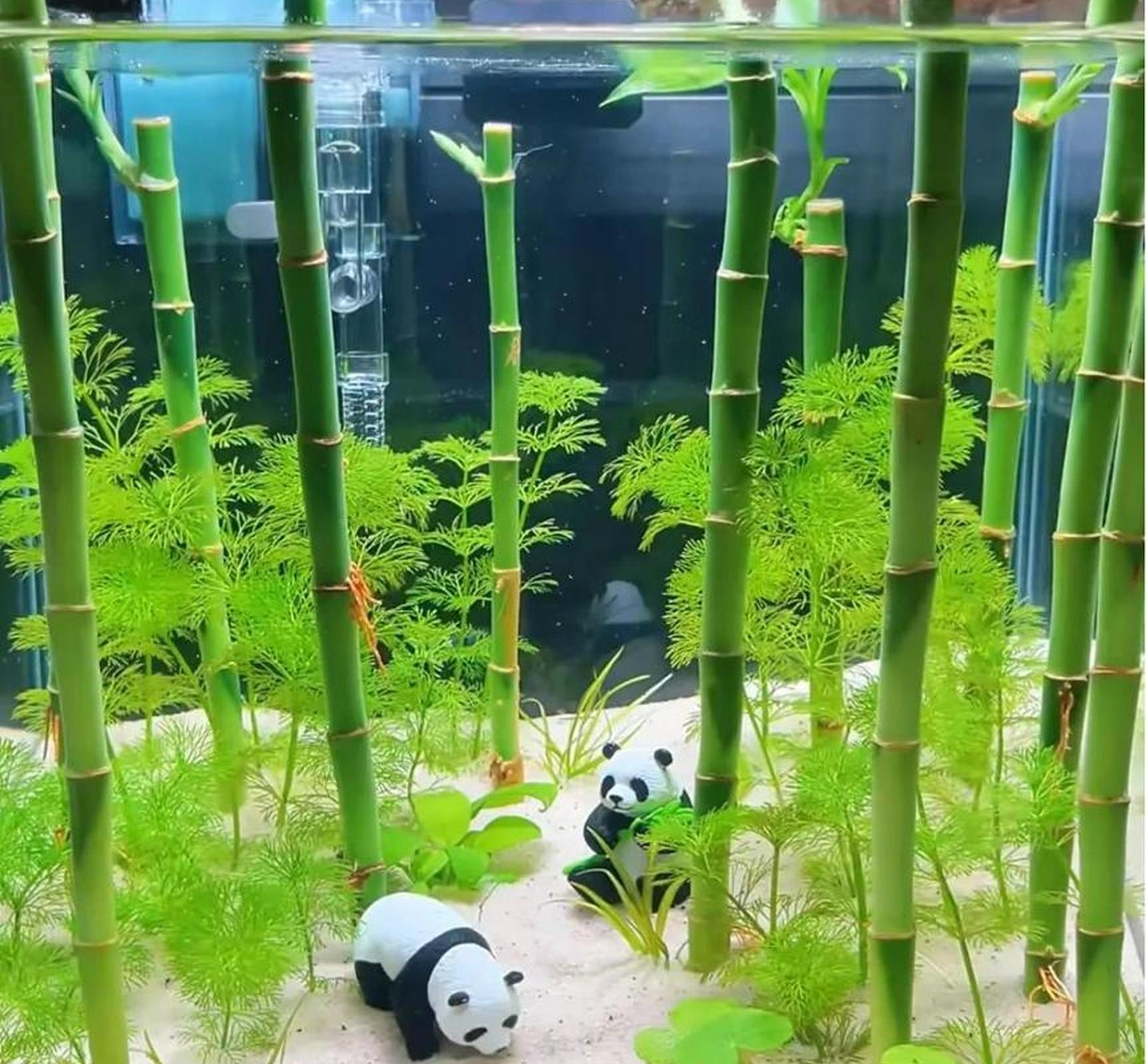 上海一男子,因"鱼缸养富贵竹"火了,网友:这该死的治愈感