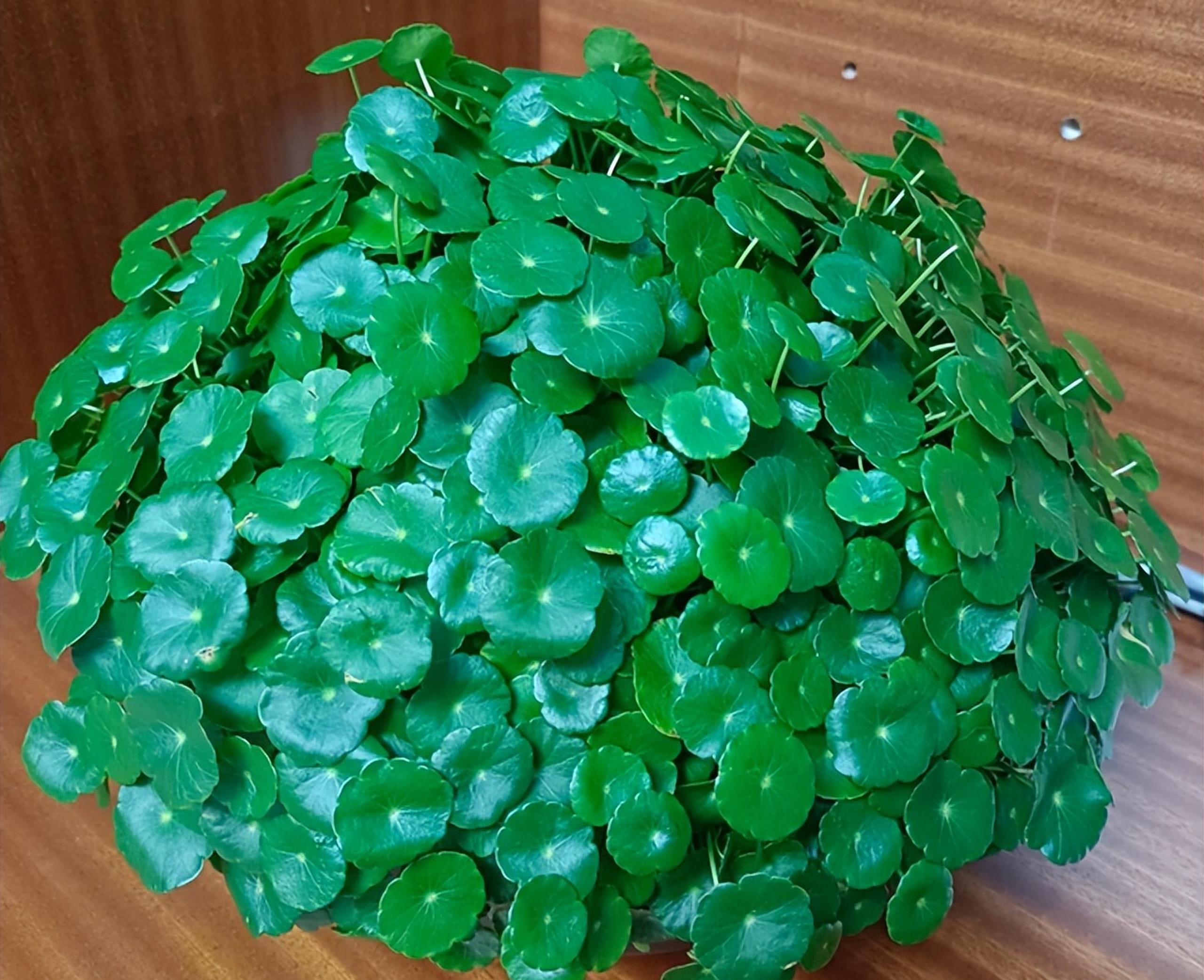 安徽一女太太,将铜钱草养出"高级感",妥妥的视觉盛宴,好治愈