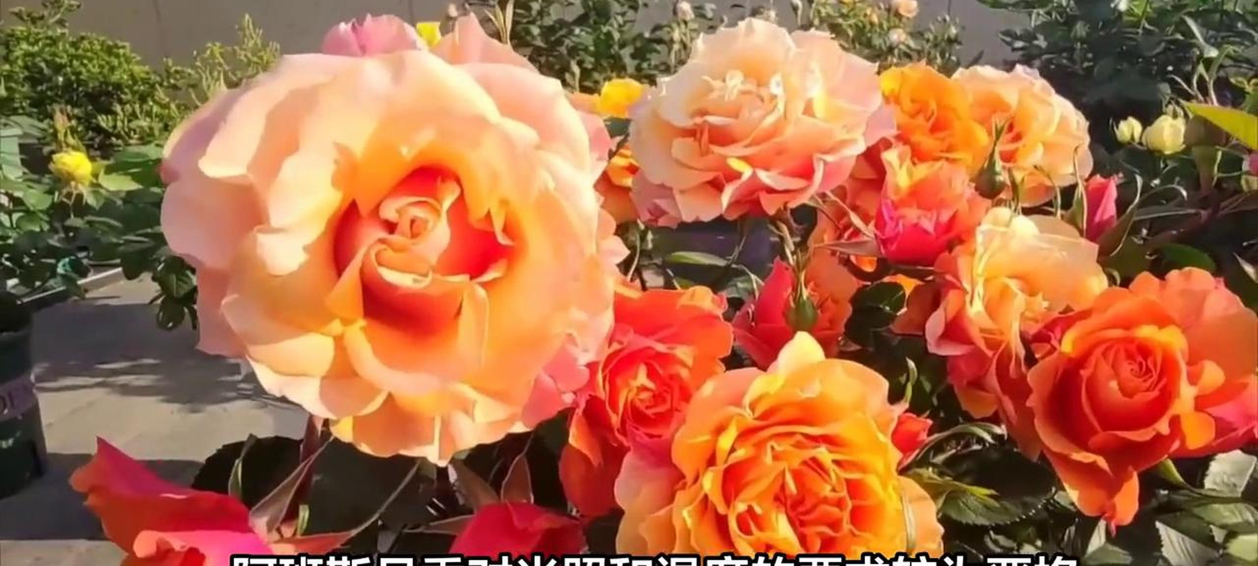 阿班斯月季大揭秘:优缺点全解析