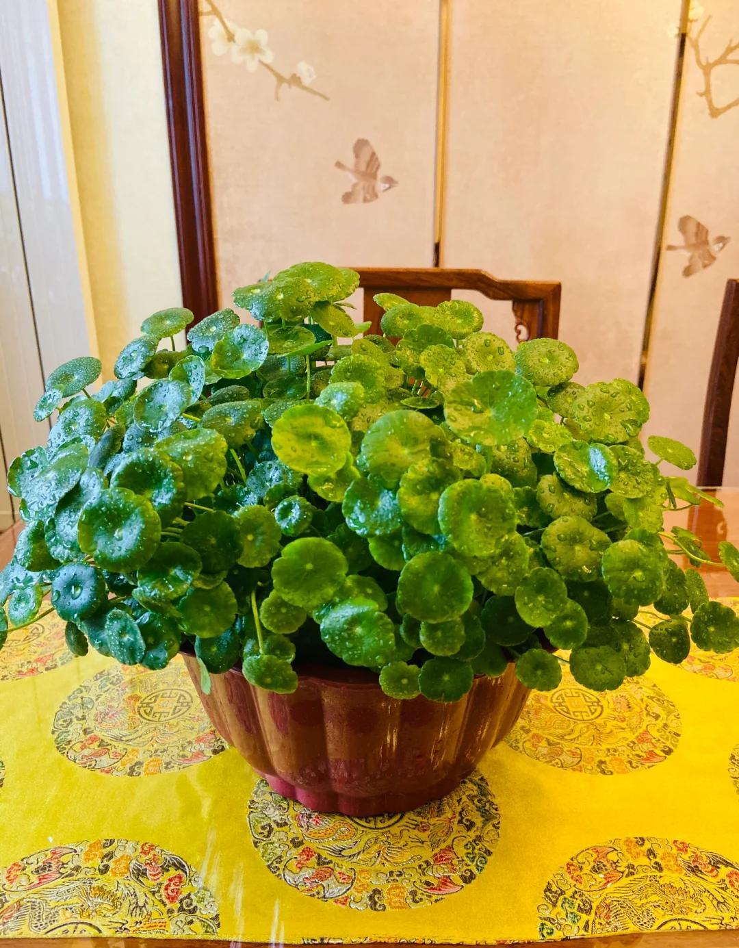 湖南一位太太养的铜钱草,成精了,网友:好生气,你怎么这么会养