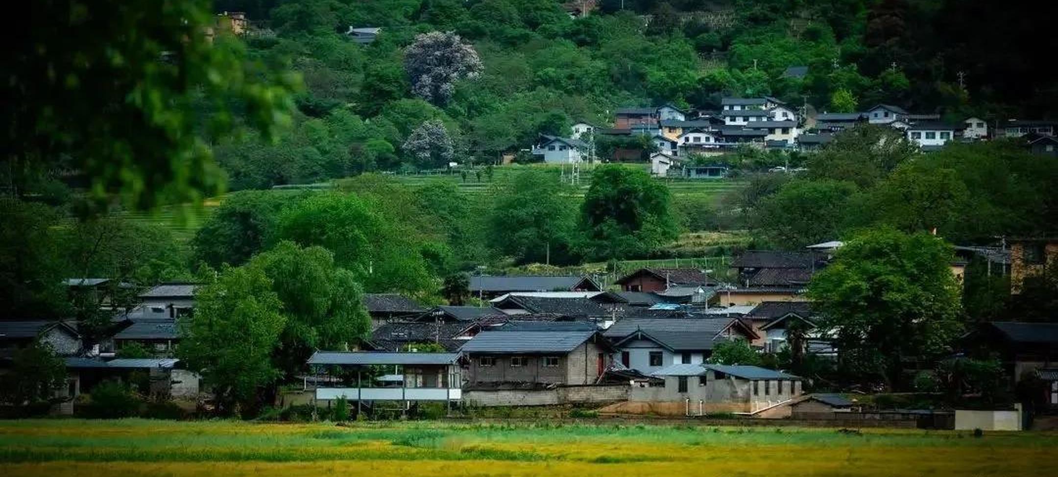 迪庆维西塔城镇冲可村的麦浪与松涛,是一首写不尽的诗歌