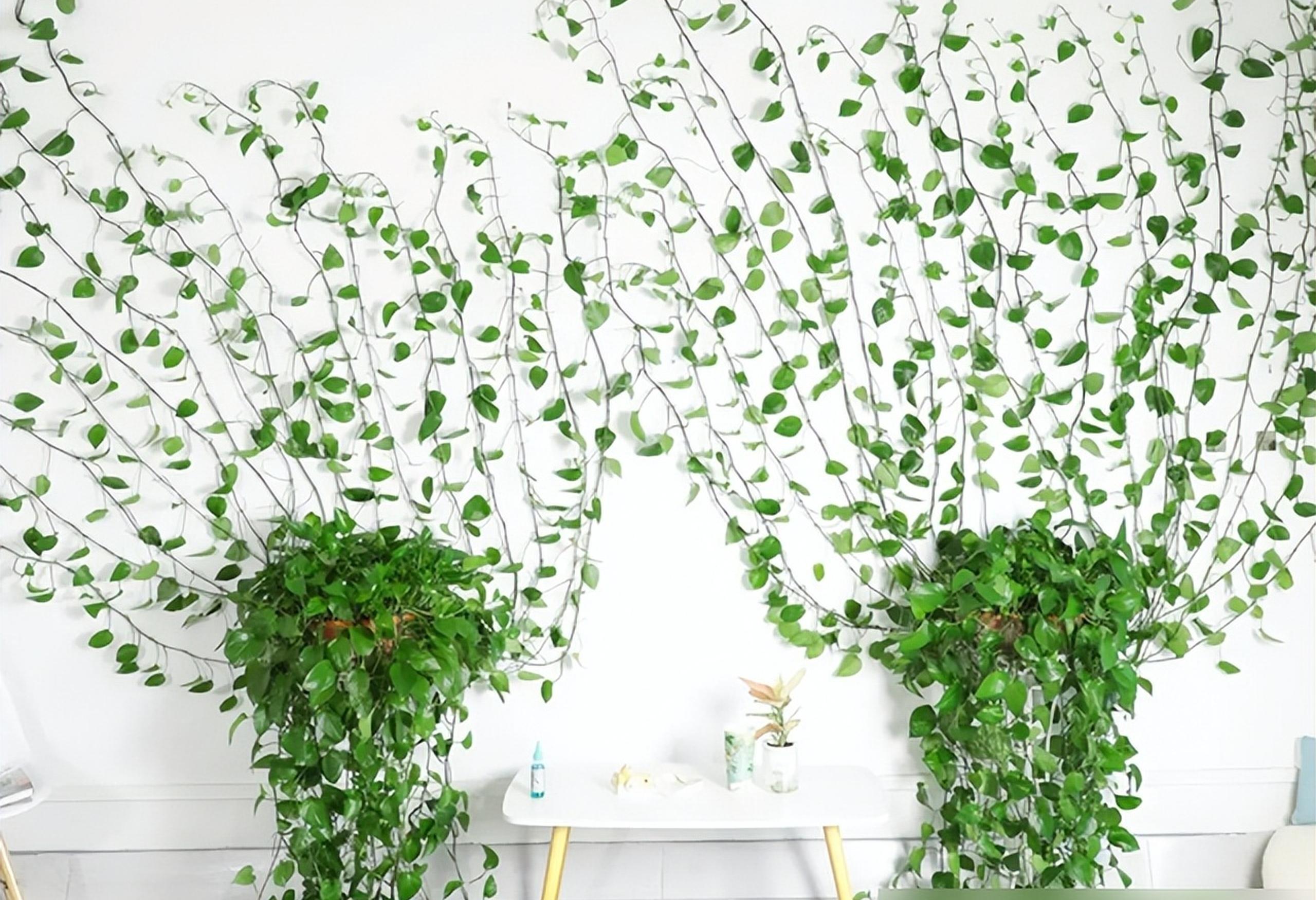 绿萝常浇3种水,越浇越旺,2个月长满墙