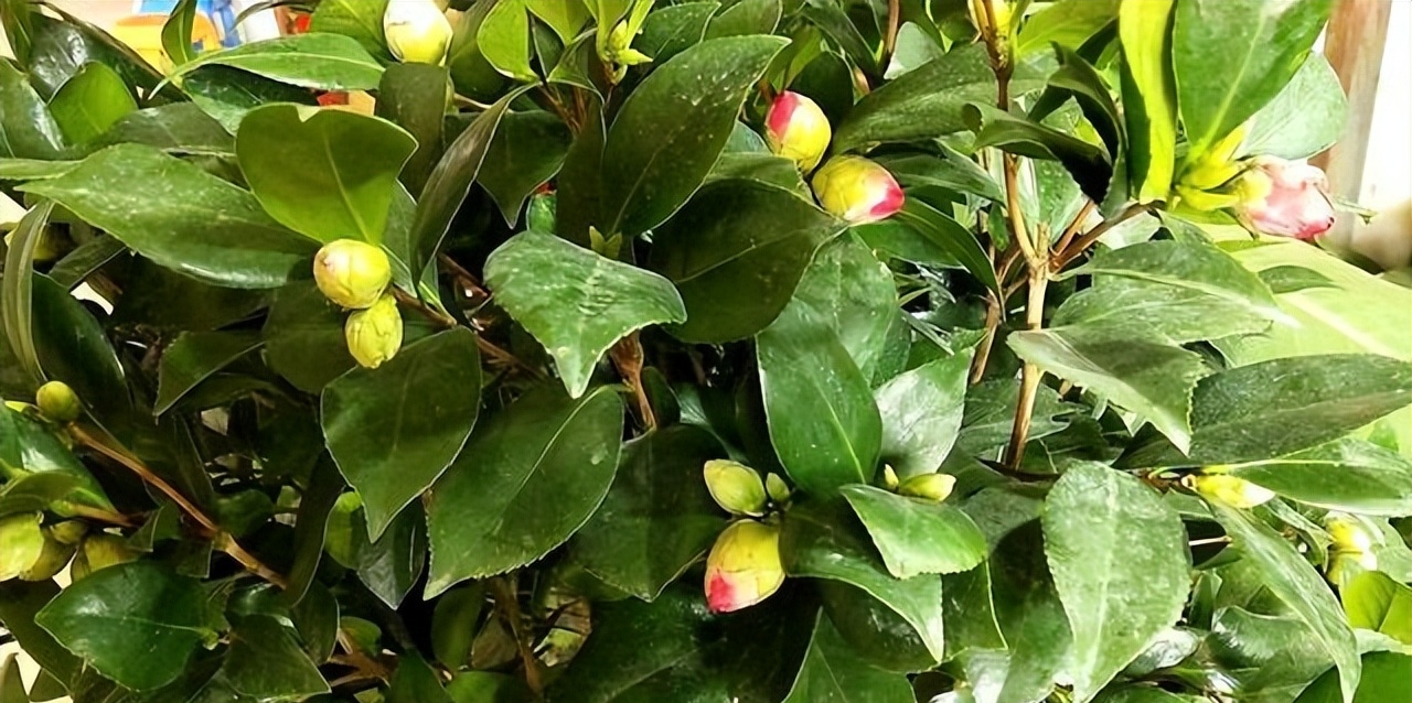 茶花品种排名及图片大全