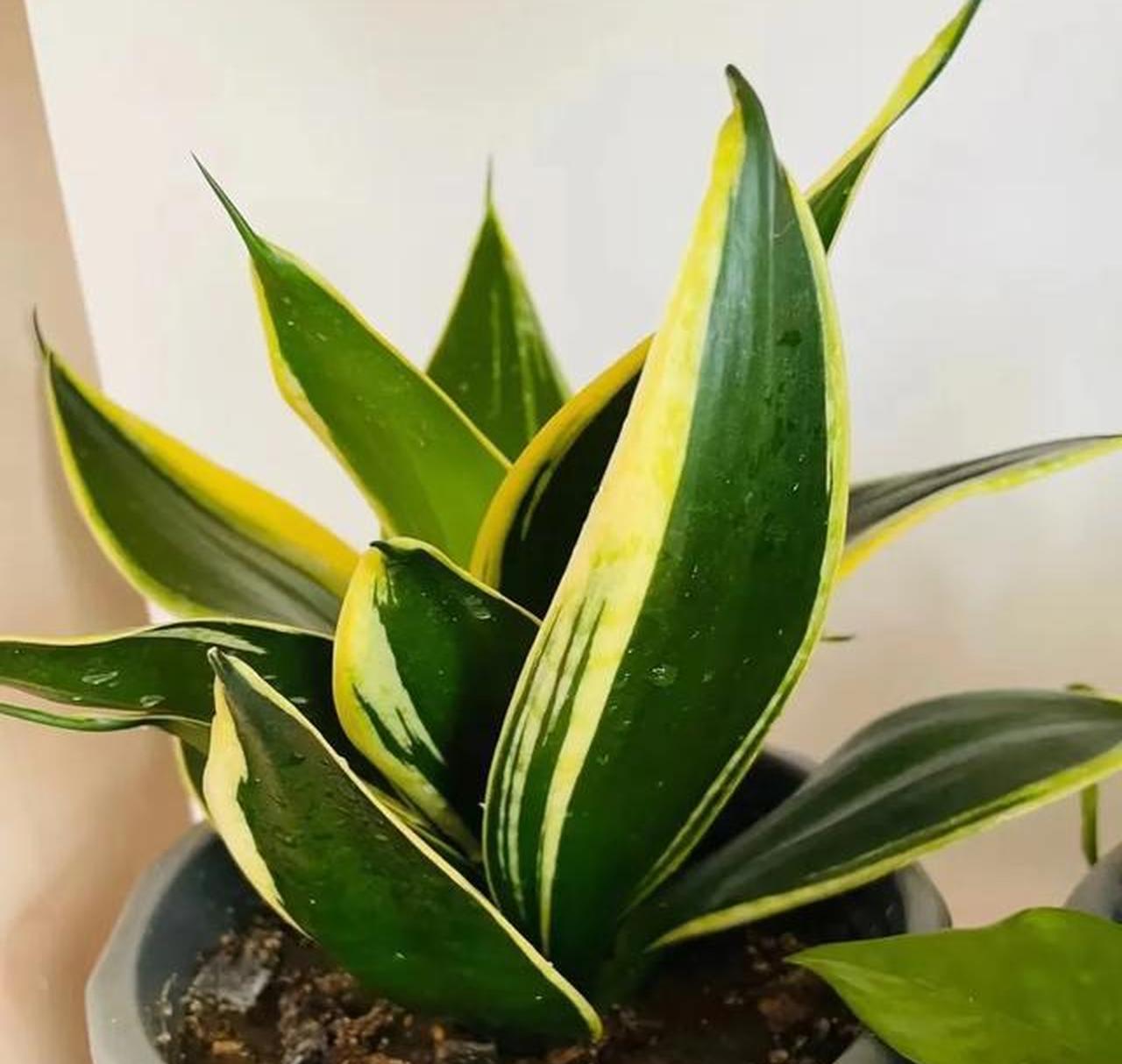 河南一女子因"爆盆虎皮兰"走红,一盆成景,太养眼了