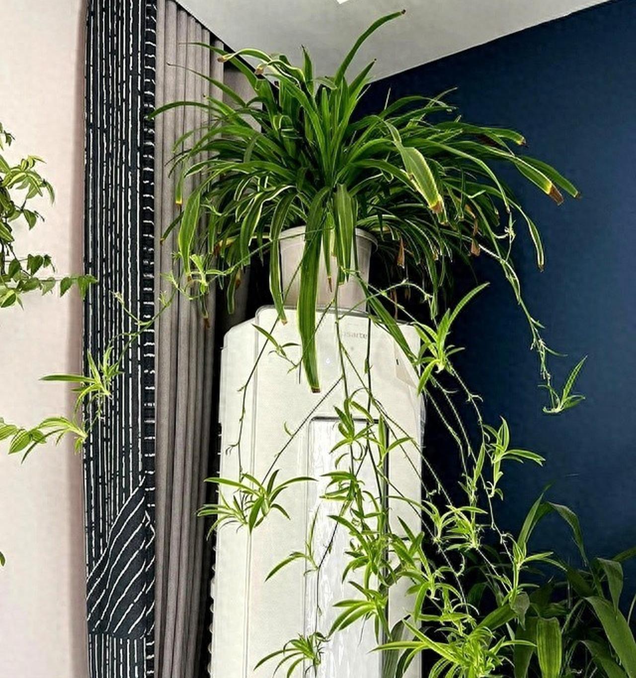 爷爷养了5年的老桩吊兰,苍劲又高级,有人出1000元都不卖