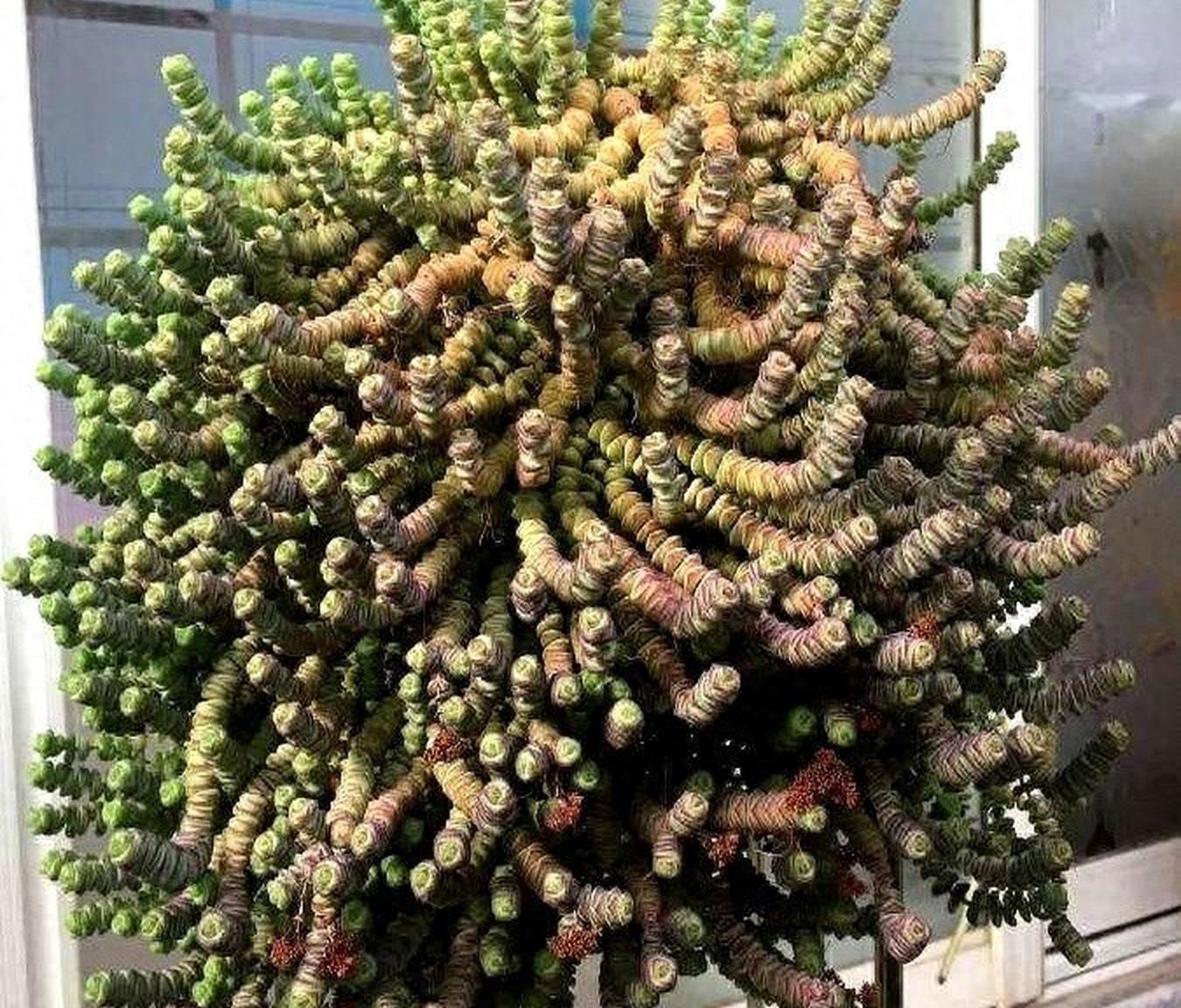 多肉钱串怎么养?注意2点,养出爆盆的效果,变成"钱多多"