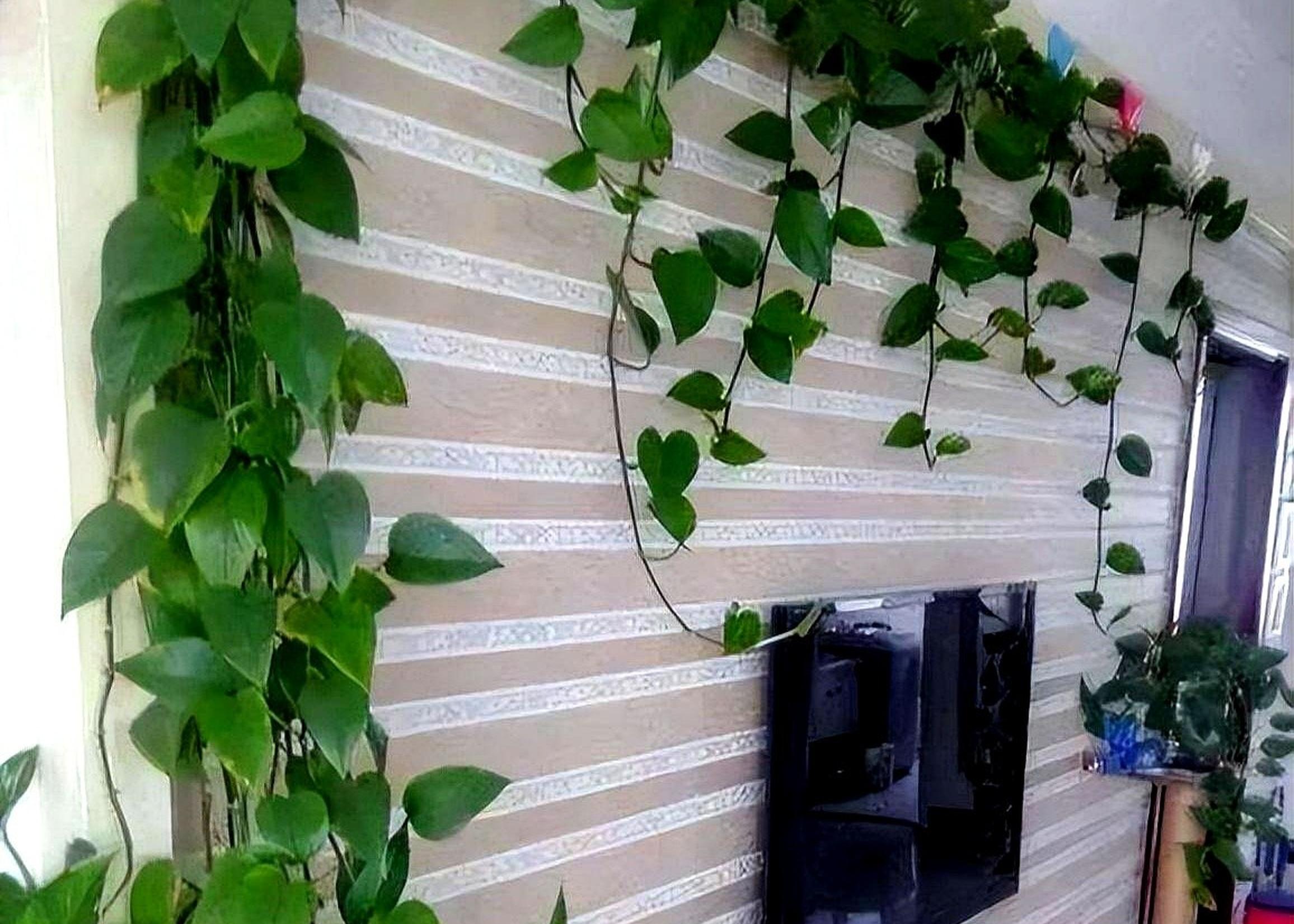 给绿萝喝"3种水",叶片大,绿得冒油,爬满墙,家里变成小森林