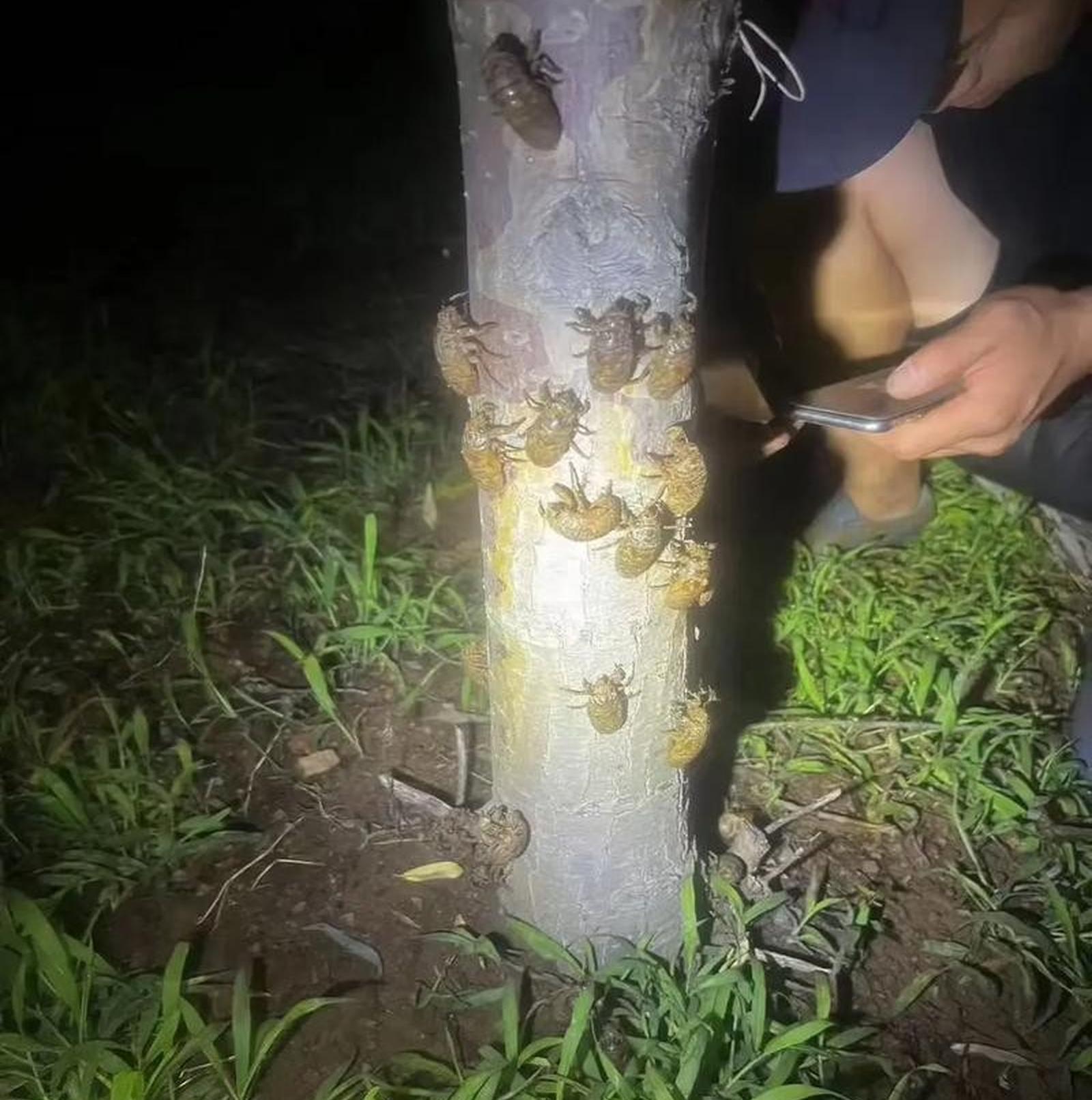 山东一村民靠捕捉知了猴月入30多万元,每晚捡1500只,一斤