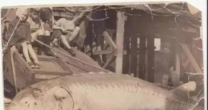 我舅老爷在松花江打了一辈子鱼,捕到过一条600多斤的鲟鳇鱼