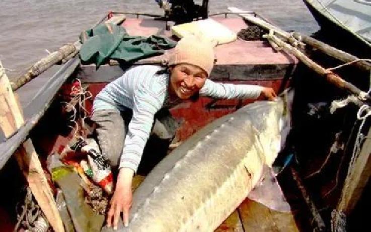 我舅老爷在松花江打了一辈子鱼,捕到过一条600多斤的鲟鳇鱼