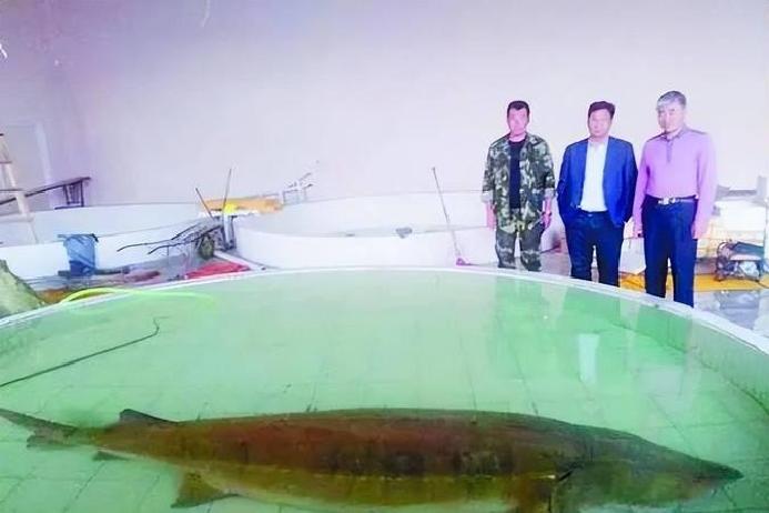 我舅老爷在松花江打了一辈子鱼,捕到过一条600多斤的鲟鳇鱼