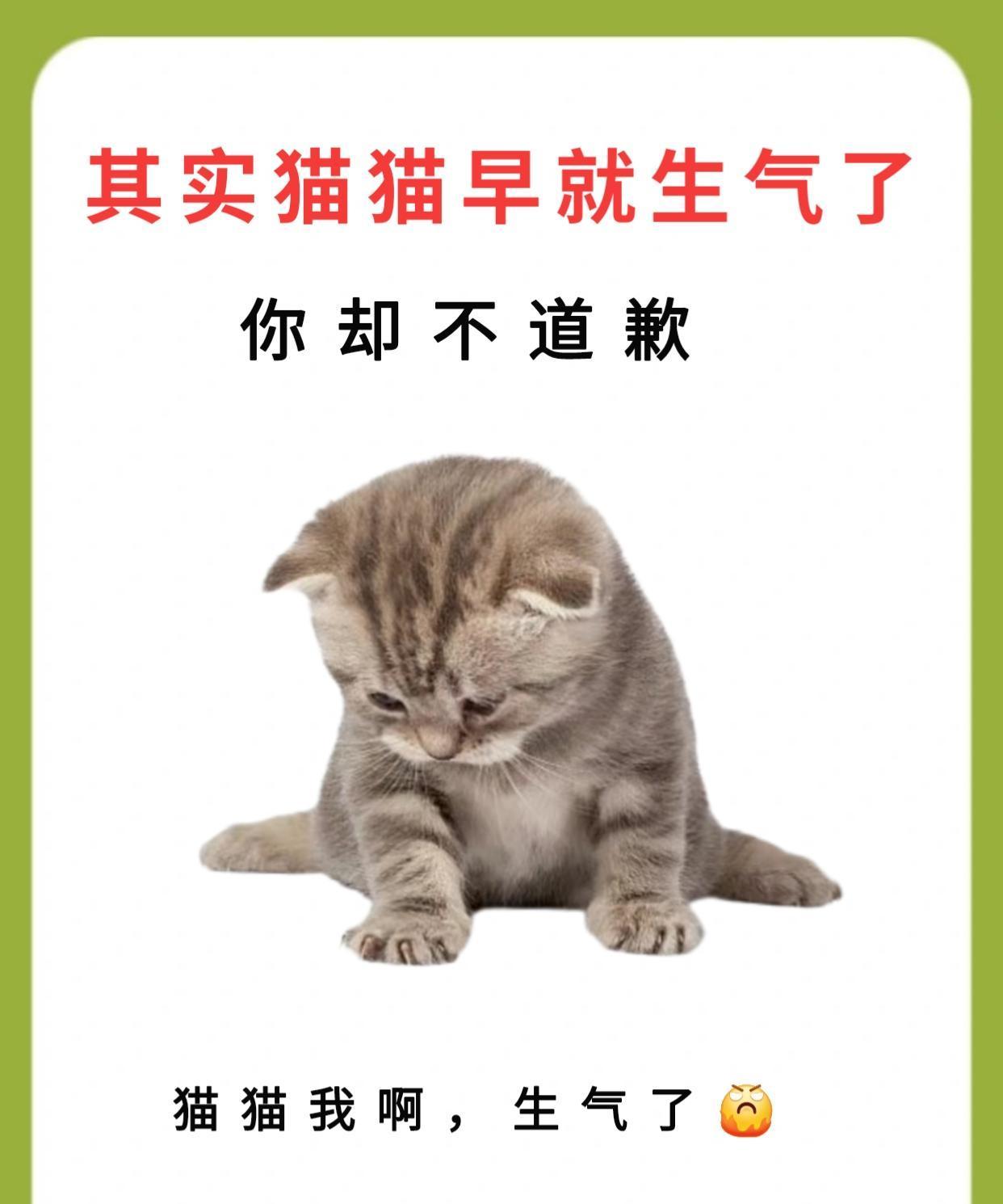人老了在生气的时候看看猫的智慧就不气了