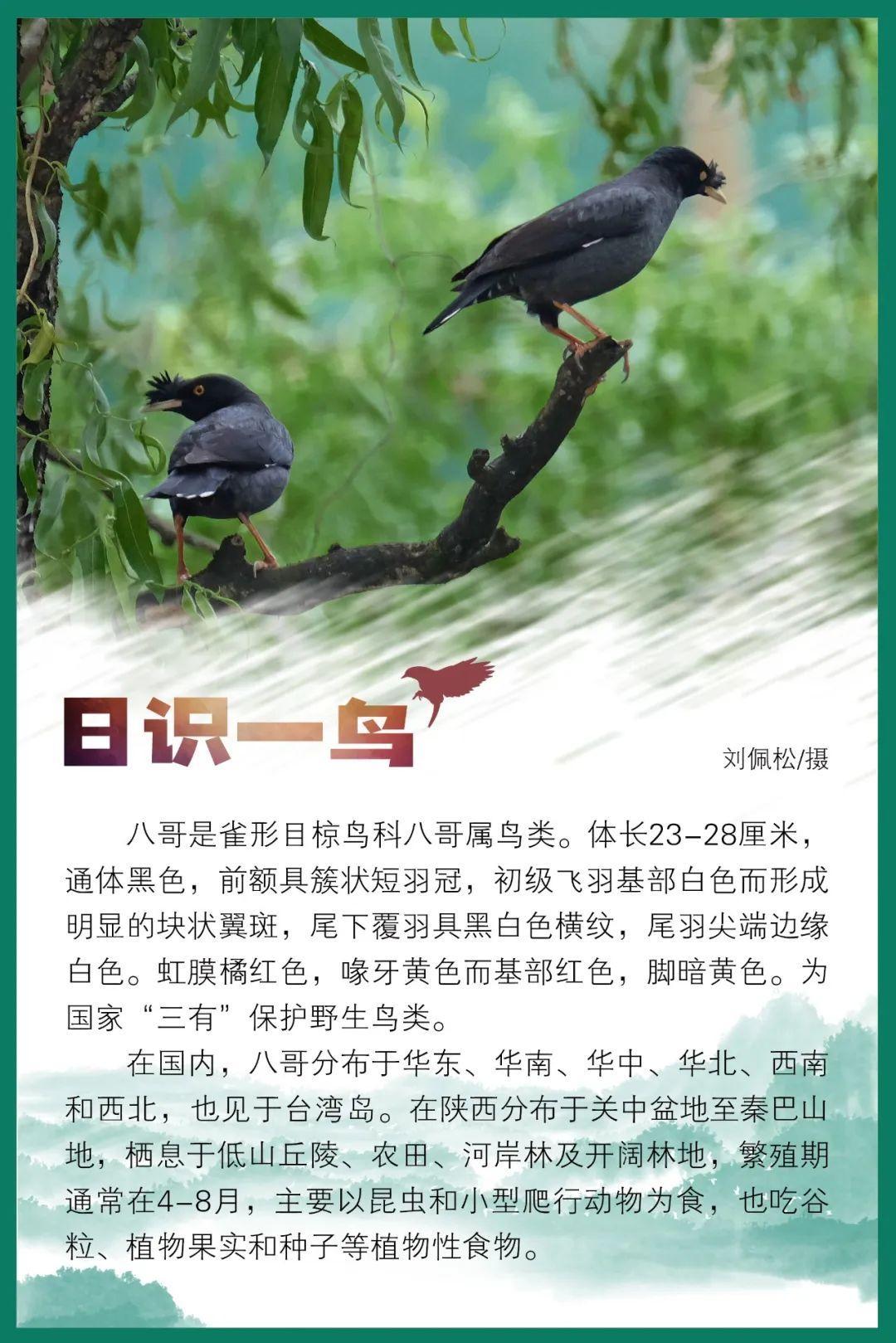 日识一鸟|八哥