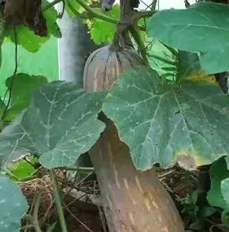 冬瓜西瓜南瓜为什么没有北瓜 冷笑话为什么在线